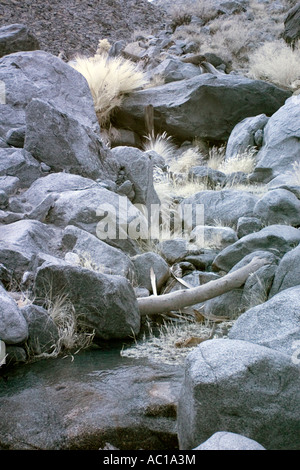 Palmen-Oase in Anza-Borrego Wüste in Infrarot Stockfoto