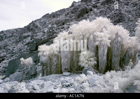 Palmen-Oase in Anza-Borrego Wüste in Infrarot Stockfoto