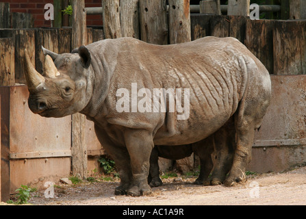 Weibliche schwarze Nashorn Rhinoceros in Gefangenschaft mit kleinen Baby Nashorn hinter ihr in Paignton Zoo Devon England UK Stockfoto
