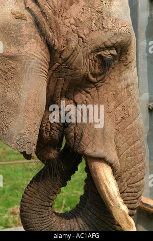 Nahaufnahme von den großen ledrigen Ohr Stamm und die Stoßzähne eines ausgewachsenen erwachsenen afrikanischen Elefanten in Paignton Zoo Devon England UK Stockfoto