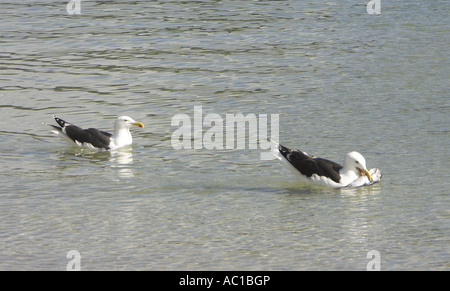 Mittags für ein paar tolle schwarze Backed Möwen in Cornwall. Stockfoto