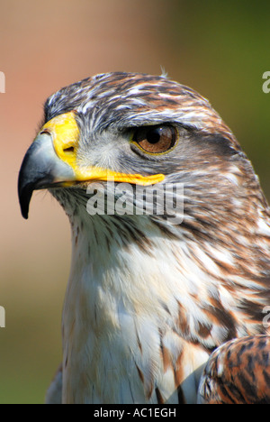 Kopf und Schultern Porträt einer eisenhaltigen Bussard Buteo Regalis vor einem einfarbigen Hintergrund starrte geradeaus hautnah Stockfoto