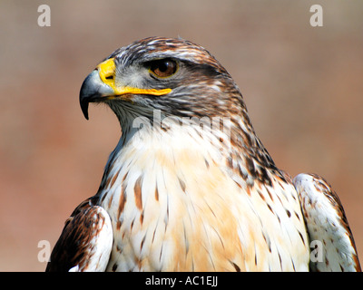 Kopf und Schultern Porträt einer eisenhaltigen Bussard Buteo Regalis vor einem einfarbigen Hintergrund starrte geradeaus hautnah Stockfoto