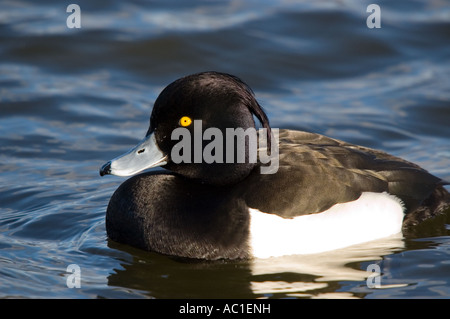 Reiherenten Aythya fuligula Stockfoto