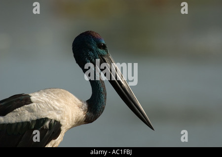 Männliche Schwarzhals Storch (Jabiru) Nahrung Asiaticus Kakadu National Park, Australien Stockfoto