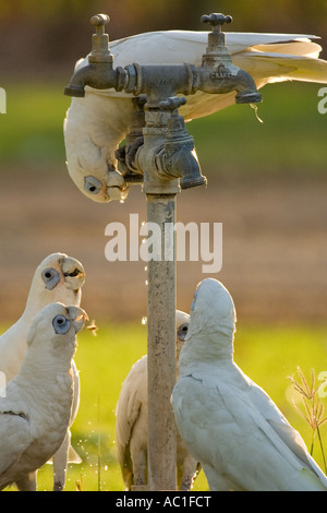 Little Corellas, Cacatua sanguineaund trinken aus einem Wasserhahn Stockfoto