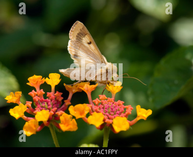 Helicoverpa Zea Motte auf Lantana, Ageratum Houstonianum. Oklahoma, USA. Stockfoto