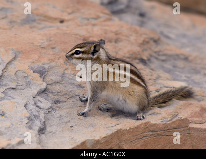 Ein kleinster Chipmunk Neotamias minimus, oder Tamias minimus, auf Felsen oder einem großen Felsbrocken in Wyoming, USA. Stockfoto