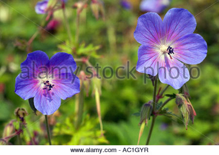 Geranie erianthum Stockfoto