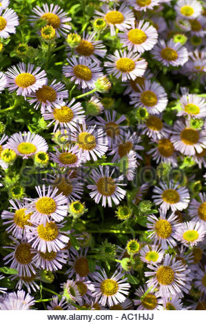 Erigeron Glaucus Elstead Pink Stockfoto