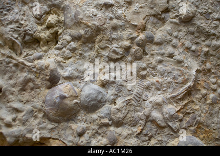 DETAIL DER FOSSILIEN BEI FONTENOY-LA-JOUTE MUSEUM LORRAINE FRANCE Stockfoto