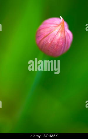 Draufsicht einer Schnittlauch Allium Schoenoprasum Knospe mit grünen Blättern im Hintergrund Stockfoto