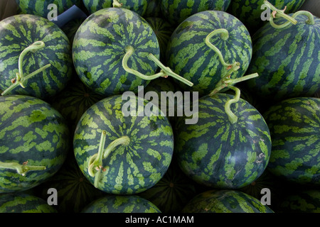 Wassermelonen an die Co-Op produzieren Consolidator Jecheon Chungcheongbuk tun Provinz South Korea Stockfoto