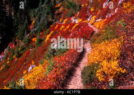 Farben des Herbstes entlang dem Höhenweg Kluft in Olympic Nationalpark Washington Stockfoto