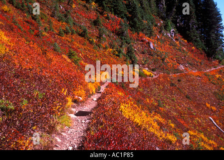 Herbstfarben auf dem Bogacheil Trail im Olympic Nationalpark Washington Stockfoto