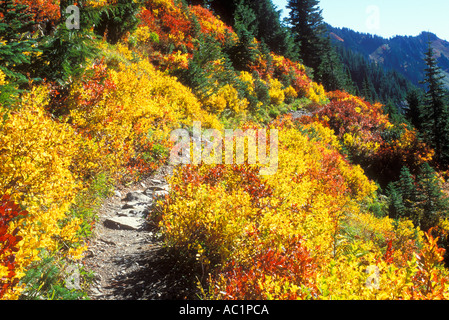 Herbstfarben auf dem Bogachiel Trail im Olympic Nationalpark Washington Stockfoto