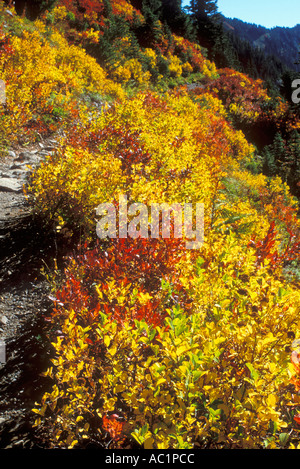 Herbstfarben auf dem Bogachiel Trail im Olympic Nationalpark Washington Stockfoto