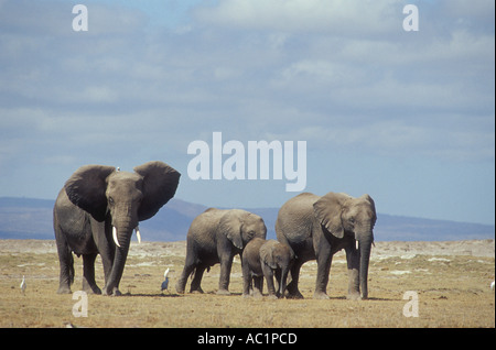 Eine Gruppe von weiblichen Elefanten und Kälber in Amboseli unterwegs von Kuhreihern begleitet Stockfoto