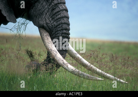 Nahaufnahme von feinen paar außergewöhnliche Stoßzähne auf männliche Elefanten in den Ngorongoro Krater Tansania Ostafrika Stockfoto