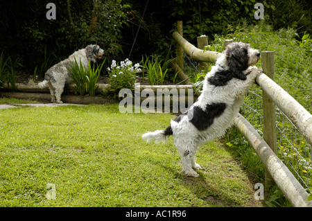 Petit Basset Griffon Vendeen Hunde in einem umzäunten Garten Gellywen Carmarthenshire South Wales Stockfoto