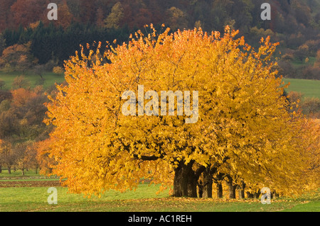 Blühende Kirschbäume Baum Stockfoto