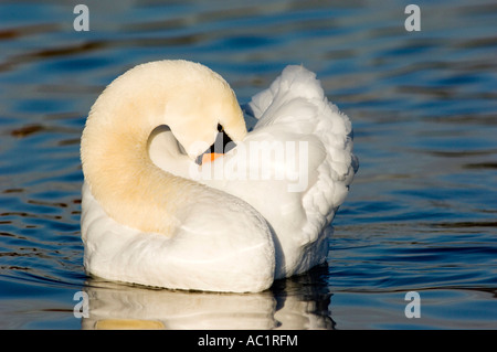 Höckerschwan, close-up Stockfoto