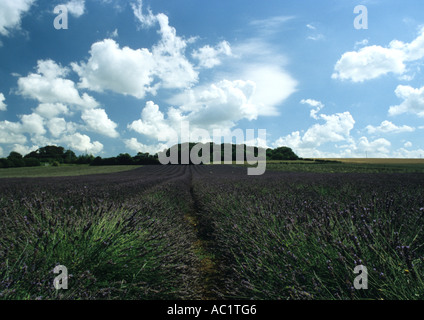 Lavendelfelder in Heacham In Norfolk Uk Stockfoto