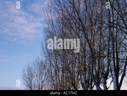 Schnee auf dem Benacre Anwesen in Suffolk Uk Stockfoto