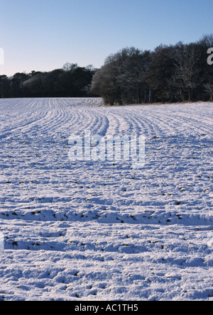 Schnee auf dem Benacre Anwesen in Suffolk Uk Stockfoto