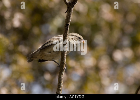 Weiblicher mittleren Baum Finch auf Floreana auf den Galapagos Inseln Stockfoto