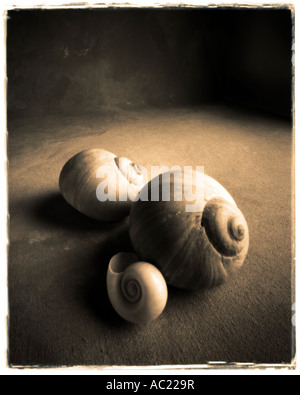 Stillleben mit Sepia Schalen Farbe Stockfoto