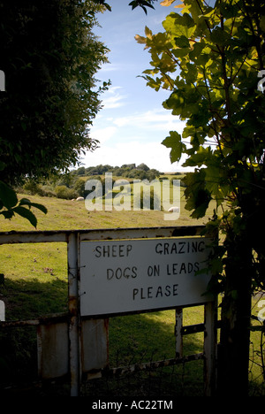 Schafe weiden Hunde auf führt Schild am Tor Stockfoto