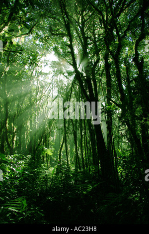 Strahlen der Sonne Filter durch die üppigen Baumkronen der Bäume und Reben in Costa Rica Santa Elena Nebelwald reservieren Stockfoto