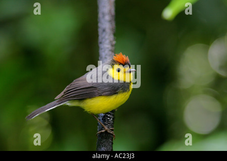 Zirpen, freundlich und neugierig Collared Gartenrotschwänze Vogel im Nebelwald Reservat von Costa Rica. Stockfoto