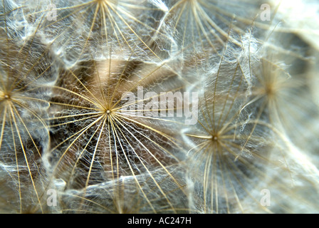 Ziege s Bart oder Jack ins Bett am Mittag abstrakt Stockfoto