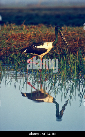 Jabiru (necked Schwarzstorch), Kakadu-Nationalpark, Northern Territory, Australien, vertikale, Ephippiorynchus asiaticus Stockfoto