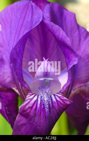 Iris graeberiana Stockfoto