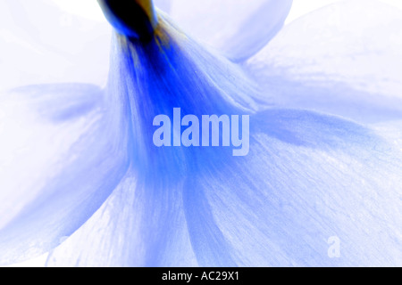 Ein Kunst Bild einer Narzisse entsprechend eine blaue Farbgebung. Stockfoto