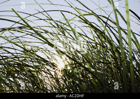Sonne durch Grashalme Stockfoto