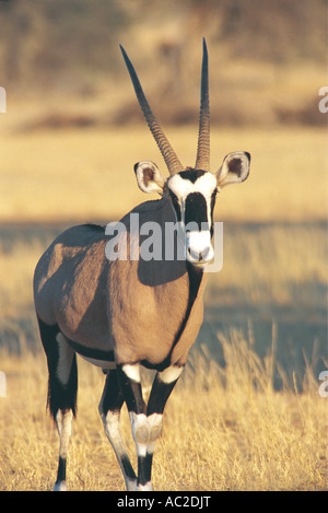 Gemsbok Kalahari Gemsbok National Park in Südafrika Stockfoto