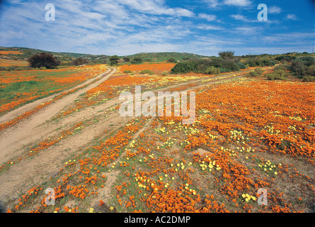 Titel Throush eine Fülle von Frühlingsblumen einschließlich Namaqualand Gänseblümchen Namaqualand in Südafrika Stockfoto