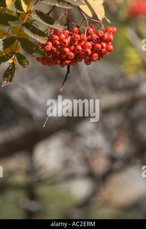 Vogelbeere oder Eberesche (Sorbus Gattung oder Familie der Rosengewächse) See Gioveretto, Alto Adige, Italien Stockfoto