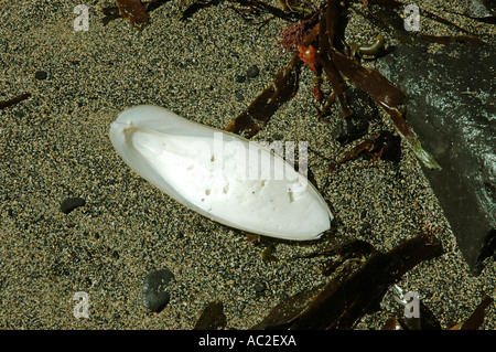 Die angespülten Innenschale in einem gemeinsamen Tintenfisch Stockfoto