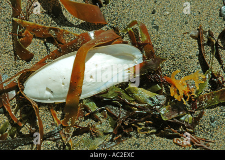 Die angespülten Innenschale in einem gemeinsamen Tintenfisch Stockfoto