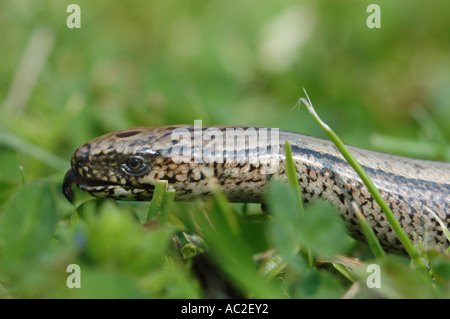 Hautnah auf Blindschleiche Kopf Stockfoto