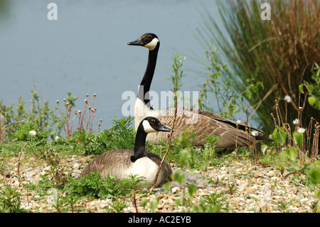 Paar Kanadagänse mit weiblichen Inkubation Eiern im Nest und Männchen auf der Hut Stockfoto