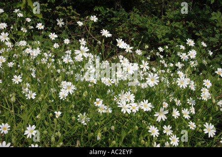 Größere Stitchwort hautnah auf Masse von Blumen Stockfoto