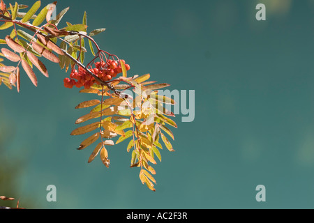 Rowans oder Ebereschen Baum (Gattung Sorbus oder Familie der Rosengewächse) See Gioveretto, Alto Adige, Italien Stockfoto