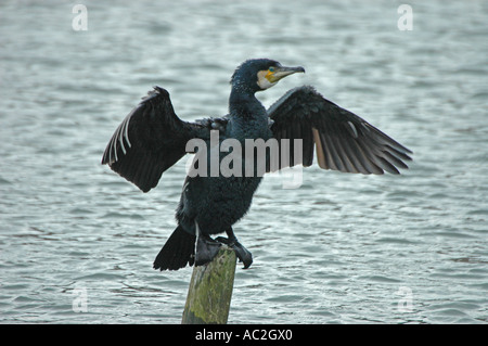 Kormoran Trocknung Flügel in typischer Pose auf post Stockfoto