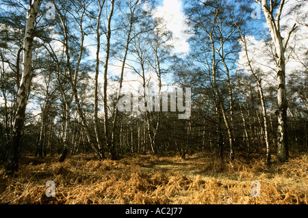 Silver Birch Bäume ragen über Teppich von Farnen, die in Erwartung des Winters braun gemacht haben Stockfoto